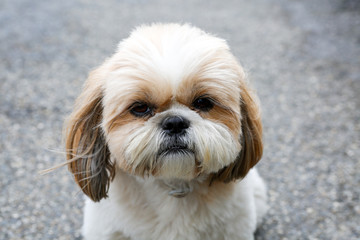Portrait of a dog Shihtzu