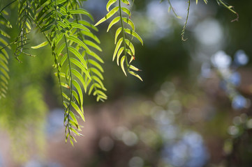 a small branch of a plant