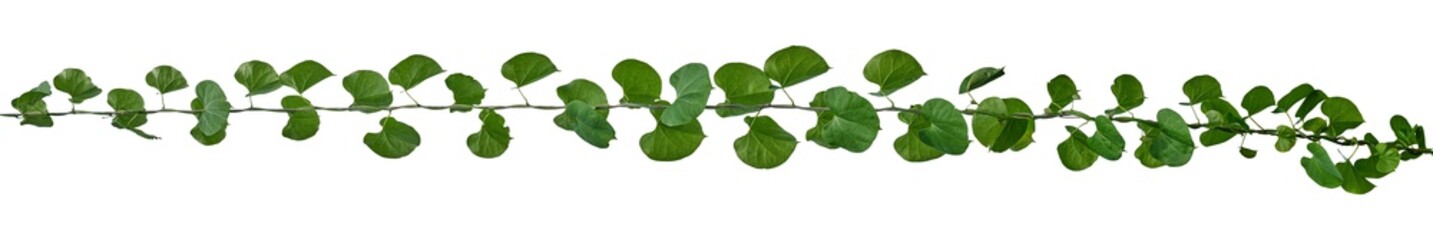 Naklejka na ściany i meble Green leaves Vine isolated, ivy jungle creeper tropical against white background. Have clipping path