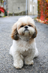 Portrait of a dog Shihtzu