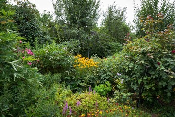 Fototapeta na wymiar Wilder Garten mit Rudbeckia