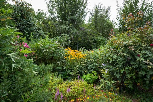 Wilder Garten mit Rudbeckia