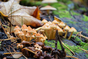 Fototapeta premium Mushroom in the forest. Poisonous mushrooms