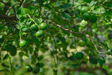 Fototapeta premium Lemon on the tree outdoor