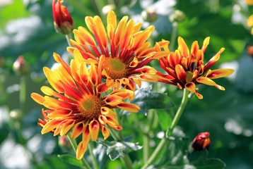 Flowers of two-tone yellow-red chrysanthemum close-up