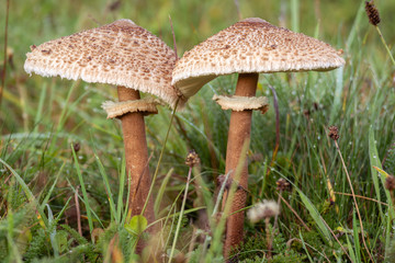 Mushrooms in the grass. Poisonous mushrooms