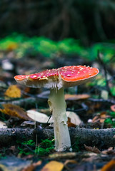 Fly agaric mushroom in the forest