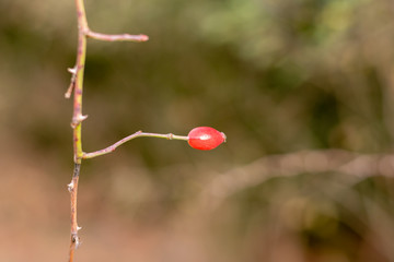 Red berries of viburnum on branch. Red berries on a tree