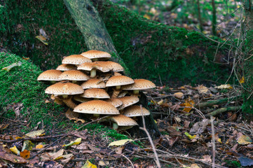 Mushrooms in autumn forest. Mushrooms in the forest. Poisonous mushrooms