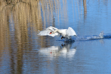 Höckerschwan im Kampfmodus