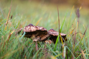 Mushrooms in the grass. Poisonous mushrooms