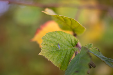 Green leaf with water drops. Autumn leaves