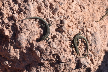 small lizards on a stone - can bes used as a background