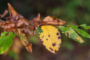 Autumn leaves in the forest. Autumn leaves