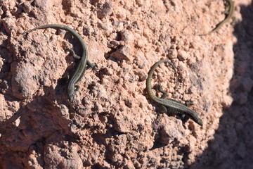 small lizards on a stone - can bes used as a background