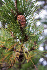 パイナップルのような閉じた松ぼっくり