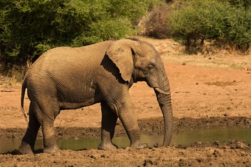 Fototapeta na wymiar African bush elephant (Loxodonta africana) drinking water form the lake in evening sun. Green background. 