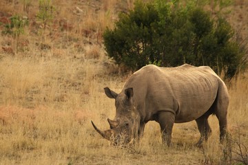 Obraz premium A white rhinoceros, rhino, (Ceratotherium simum) staying in grassland with green trees in background in Kalahari desert.