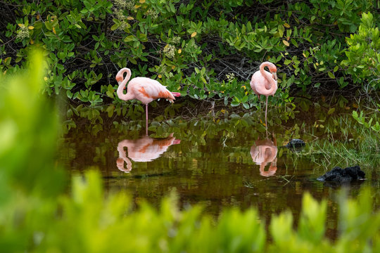 Galapagos Flamingos