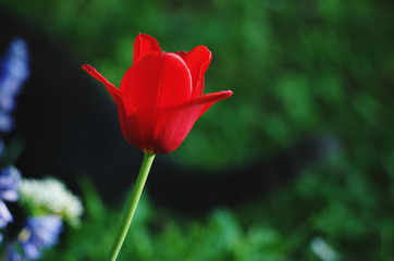 Red tulip ( genus Tulipa )