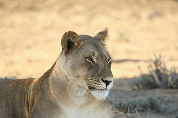 Lioness (Panthera leo)  in Kalahari desert and looking for the rest of his pride in morning sun. Dry bush in background. Lioness portrait up to close.