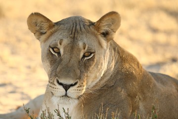 Lioness (Panthera leo)  in Kalahari desert and looking for the rest of his pride in morning sun. Dry bush in background. Lioness portrait up to close.