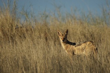 Black-backed jackal (Canis mesomelas) staying in the dry high grass. Awaiting for hunt.