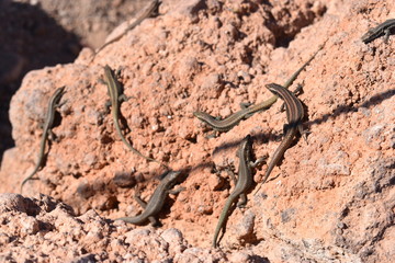 small lizards on a stone - can bes used as a background