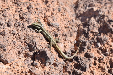 small lizards on a stone - can be used as a background