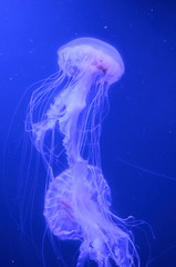 beautiful jellyfish in a large aquarium in the aquarium