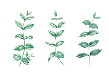 Set of eucalyptus leaves branch water color  illustration isolated on white background