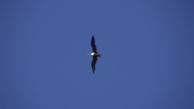 Great Frigatebird, Fregata minor, flying in super slow motion