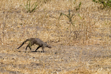 Banded mongoose close up, Tarangire National Park, Tanzania