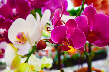 Fototapeta na wymiar pink Phalaenopsis or Moth dendrobium Orchid flower in winter or spring day tropical garden Floral background.Selective focus.agriculture idea concept design with copy space add text.