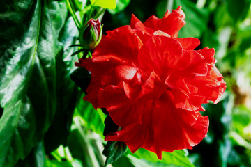 Red terry chinese hibiscus flower on the background of blured green leaves illuminated by the bright autumn sun