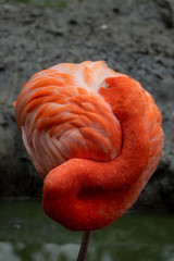 Fototapeta premium Roter Flamingo verdrehter Hals