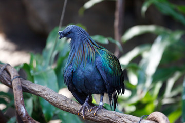 Nicobar Pigeon, Caloenas nicobarica, captive
