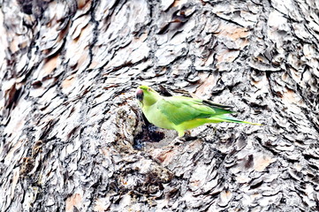 Wild Rose Ringed Parakeet on a tree trunk in Rome