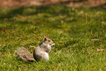 Naklejka na ściany i meble Eastern Gray Squirrel, animal eating a nut