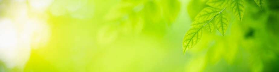 Nature of green leaf in garden at summer. Natural green leaves plants using as spring background cover page greenery environment ecology wallpaper