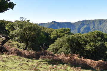 On the way to the hiking at the Fairy forest in Fanal with ancient laurel trees in Madeira, Portugal