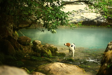 Dog in blue lake