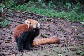Red Panda Scratching its Chin