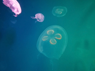 jellyfish in water