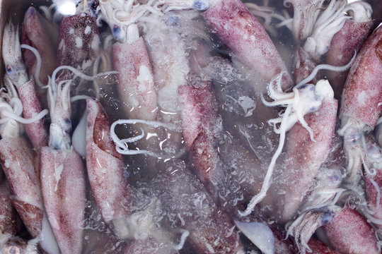 keep fresh preserve sqid on ice for seafood