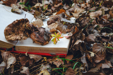An open book is lying under the leaves in the fall