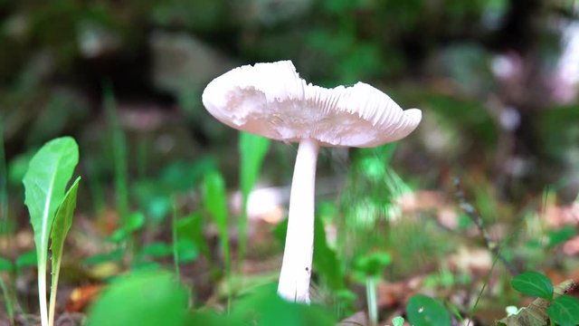 Inedible mushroom white Amanites close-up in the wood.