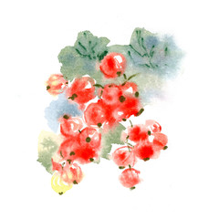 Watercolor image of a sprig of red currant - 300139063