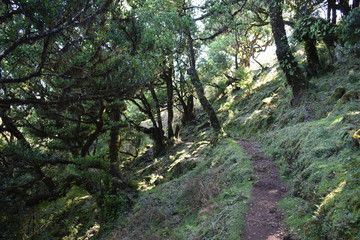 Fototapeta na wymiar On the way to the hiking at the Fairy forest in Fanal with ancient laurel trees in Madeira, Portugal