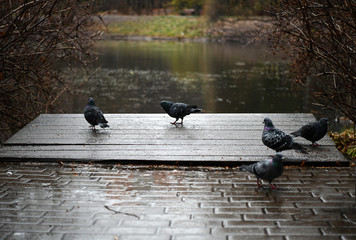 pigeons near the lake on autumn background